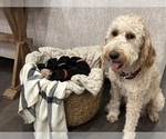 Small Photo #1 Goldendoodle Puppy For Sale in CASTLE ROCK, CO, USA