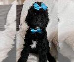 Small Photo #4 Sheepadoodle Puppy For Sale in FONTANA, CA, USA