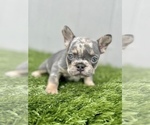 Small Photo #25 French Bulldog Puppy For Sale in PALM BEACH, FL, USA