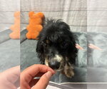 Small #1 Cocker Spaniel Mix