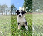 Small Photo #4 Australian Shepherd Puppy For Sale in WARSAW, IN, USA