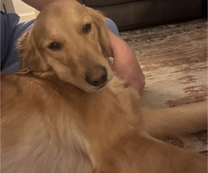 Mother of the Golden Retriever puppies born on 10/11/2025