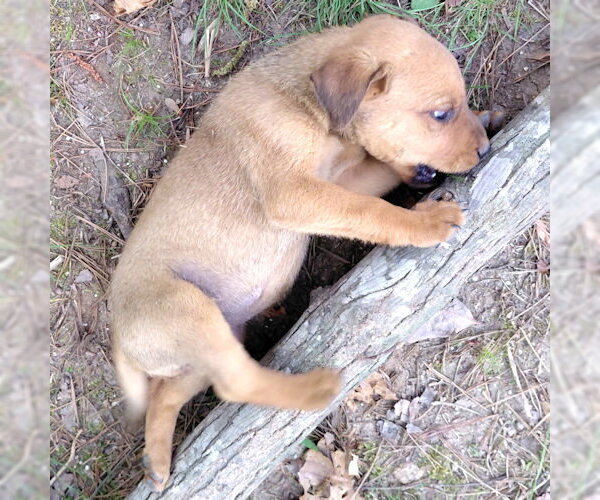Medium Photo #3 Border Collie Puppy For Sale in Rutherfordton, NC, USA