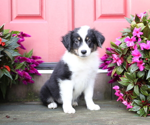 Australian Shepherd Puppy for Sale in WESTFIELD, Massachusetts USA