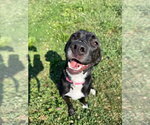 Small #2 Retriever  Mix