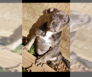 American Bully-American Pit Bull Terrier Mix Puppy for sale in GREENVILLE, SC, USA