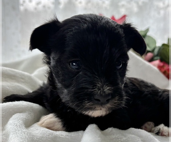 Medium Photo #2 Morkie Puppy For Sale in ROCK STREAM, NY, USA
