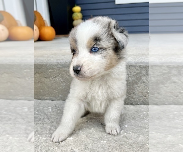 Medium Photo #9 Australian Shepherd Puppy For Sale in LODA, IL, USA