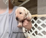 Puppy Red Aspen Labrador Retriever