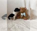 Small #5 Goldendoodle