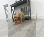 Puppy Puppy 6 Golden Retriever