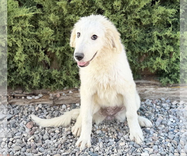 Medium Photo #2 Great Pyrenees Puppy For Sale in Albuquerque, NM, USA
