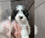 Puppy Puppy 4 Bernedoodle (Miniature)