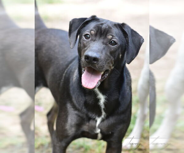 Medium Photo #12 Mutt Puppy For Sale in The Woodlands, TX, USA