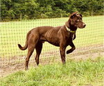 Small #10 Great Dane-Labrador Retriever Mix