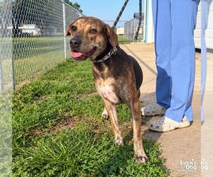 Khloe - Female Labrador Retriever-Unknown Mix Dog for Adoption - Photo #3