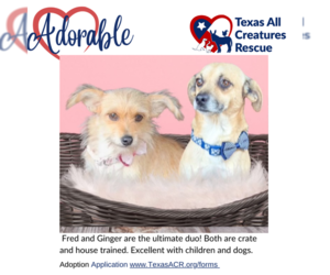 Chihuahua-Unknown Mix Dogs for adoption in Lillian, TX, USA
