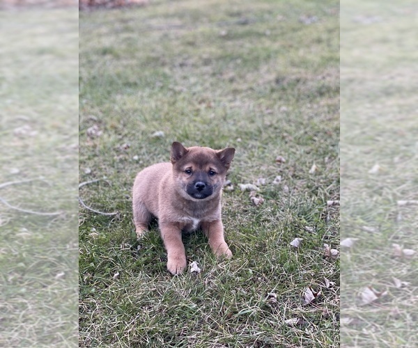 Medium Photo #3 Shiba Inu Puppy For Sale in CANOGA, NY, USA