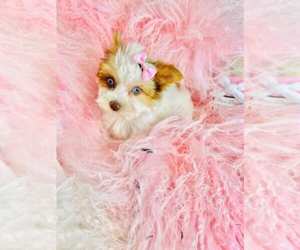 Medium Photo #5 Yorkshire Terrier Puppy For Sale in TAMPA, FL, USA