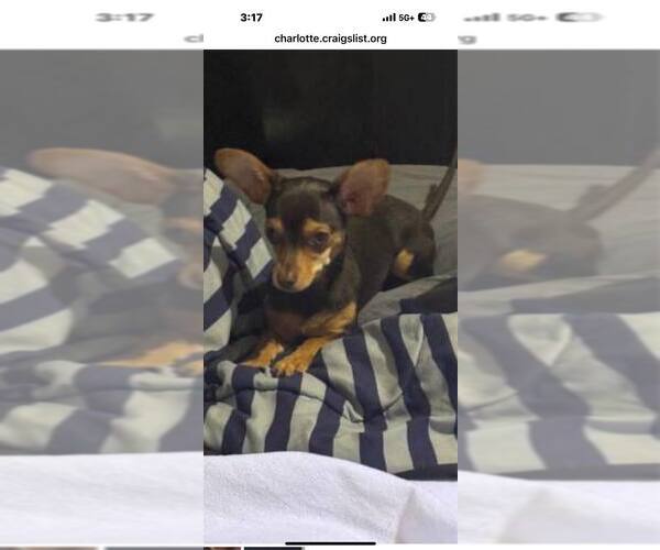 Medium Photo #2 Chihuahua Puppy For Sale in York, SC, USA