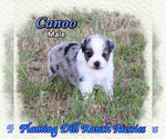 Image preview for Ad Listing. Nickname: Canoo