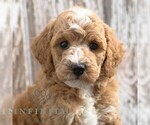 Small #2 Goldendoodle (Miniature)