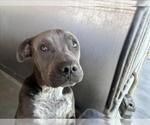 Small #1 American Pit Bull Terrier