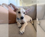 Small #1 Chiweenie