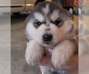 Alaskan Malamute Puppy for sale in MADISON, CA, USA