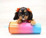 Small Photo #2 Cavalier King Charles Spaniel Puppy For Sale in LAS VEGAS, NV, USA