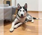 Small #1 Siberian Husky