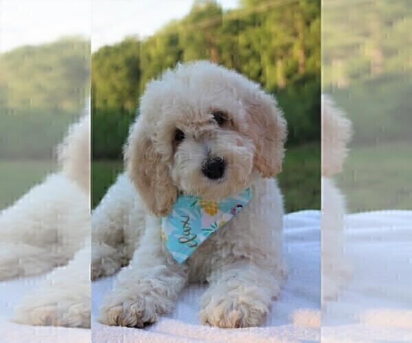 Medium Photo #17 Goldendoodle Puppy For Sale in TIMBERLAKE, NC, USA