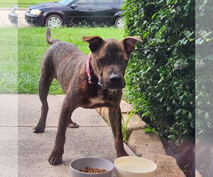 Mutt Dogs for adoption in Rowlett, TX, USA