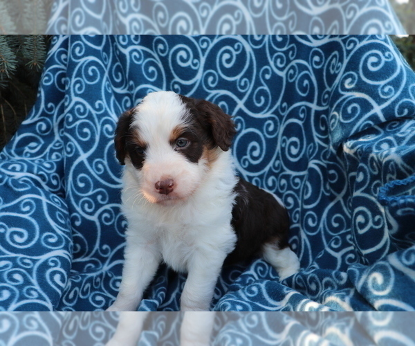 Medium Photo #3 Aussiedoodle Puppy For Sale in SHILOH, OH, USA