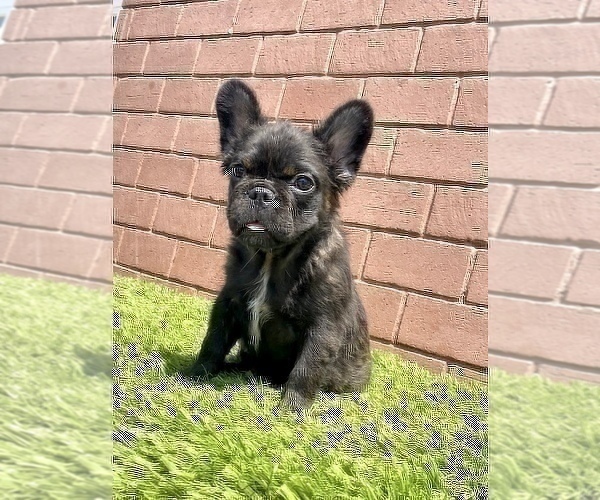 Medium Photo #21 French Bulldog Puppy For Sale in PHILADELPHIA, PA, USA