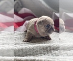 Small Photo #7 French Bulldog Puppy For Sale in RICHLAND, IA, USA