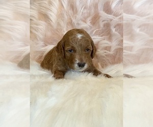 Goldendoodle-Poodle (Toy) Mix Puppy for sale in SURPRISE, AZ, USA