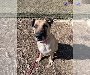 German Shepherd Dog Dogs for adoption in Waterford, VA, USA