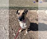Small German Shepherd Dog