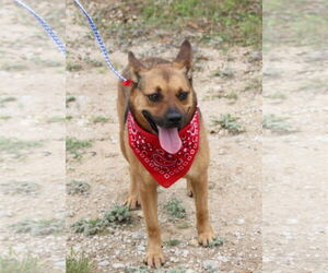 Tessa - Female Mutt Dog for Adoption - Photo #2
