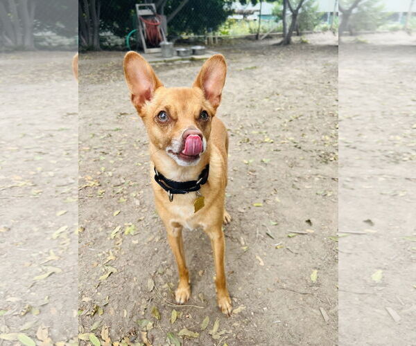 Medium Photo #2 Mutt Puppy For Sale in Seal Beach, CA, USA