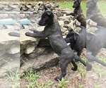 Small #2 Belgian Malinois