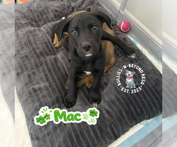 Medium Photo #3 Mutt Puppy For Sale in Omaha, NE, USA