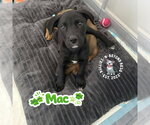 Small #2 Mutt
