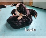 Small #1 Bernese Mountain Dog