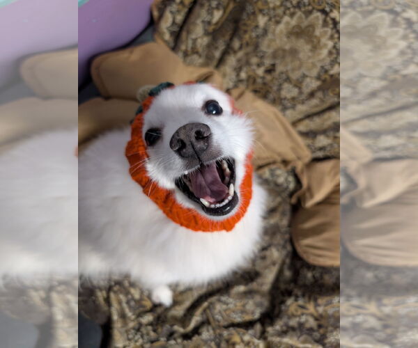 Medium Photo #1 American Eskimo Dog Puppy For Sale in Tacoma, WA, USA