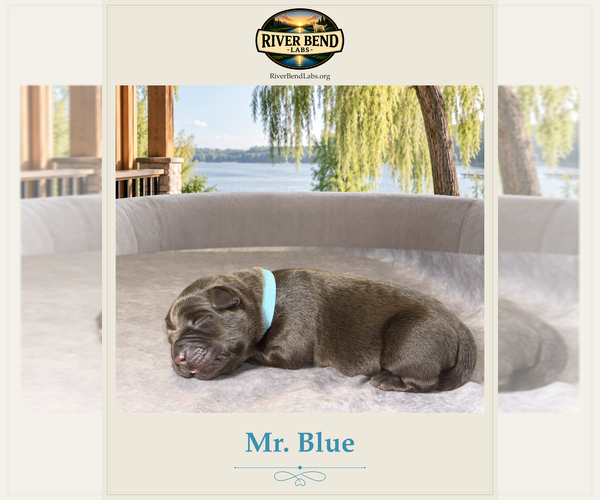 Medium Photo #2 Labrador Retriever Puppy For Sale in WHITNEY, TX, USA