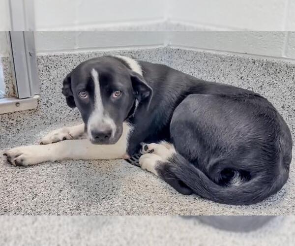 Medium Photo #2 Labrador Retriever-Unknown Mix Puppy For Sale in Houston, TX, USA