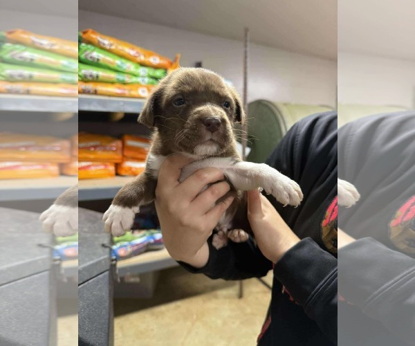 Medium Photo #3 Labrador Retriever-Unknown Mix Puppy For Sale in Royal Palm Beach, FL, USA
