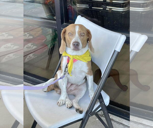 Medium Photo #5 Beagle Puppy For Sale in Las Vegas, NV, USA